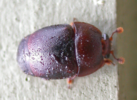 Small Hive Beetle Small Hive Beetle